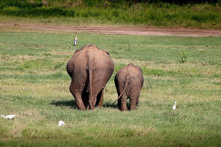 Private Jeep Safari at Kaudulla National Park - Photo 1 of 8